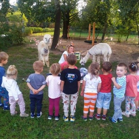 Powiększ obraz: Dzieci słuchają ciekawostek na temat alpak.