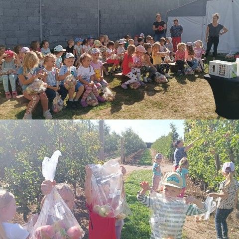 Powiększ obraz: Zbieranie jabłek przez dzieci w sadzie