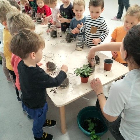 Powiększ obraz: Dzieci stoją przy stolikach i obserwują jak Pani poprawnie umieszcza roślinę w słoiku